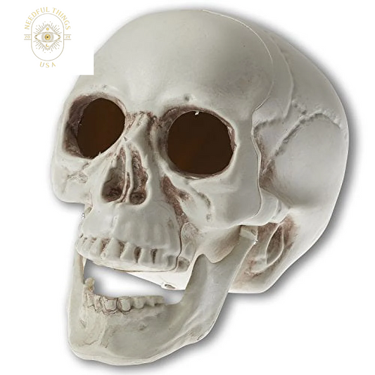 Prextex 6.5" Realistic Looking Skeleton Skull Halloween Decoration